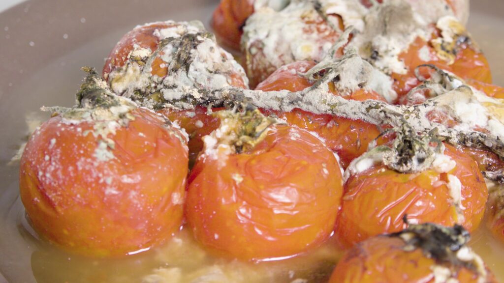 moldy tomato